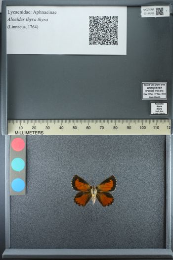 Media type: image;   Entomology 185266